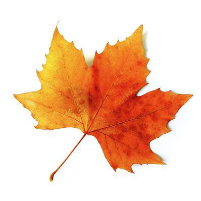 Falling Leaf Program: Implementing a Fall Prevention Program ...